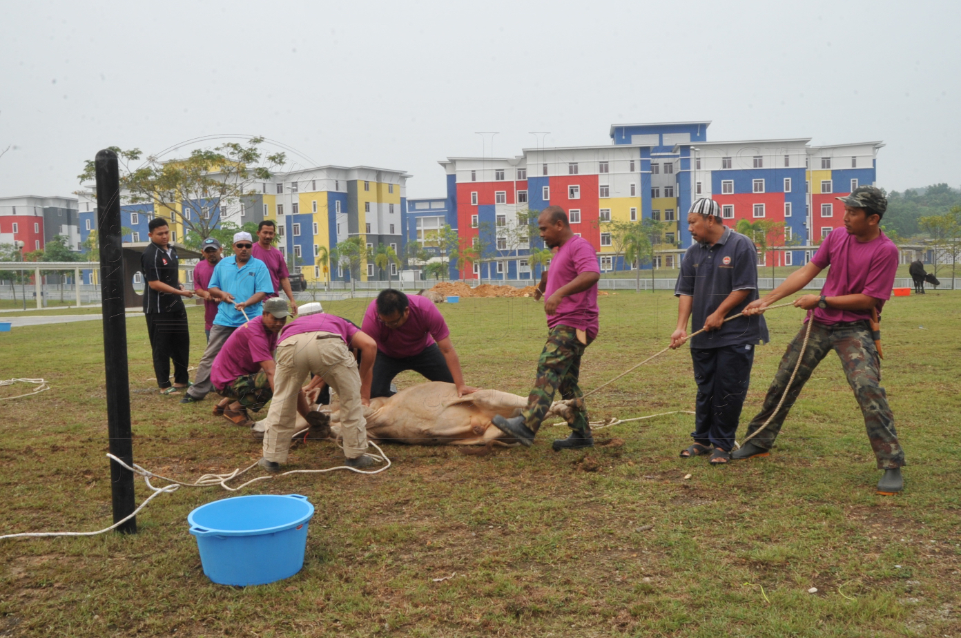 PRO15 150 KORBAN HAS 6677